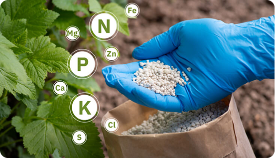 Fertilizers 